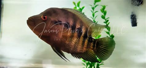fish with big lips|Midas/Red Devil Hybrid .
